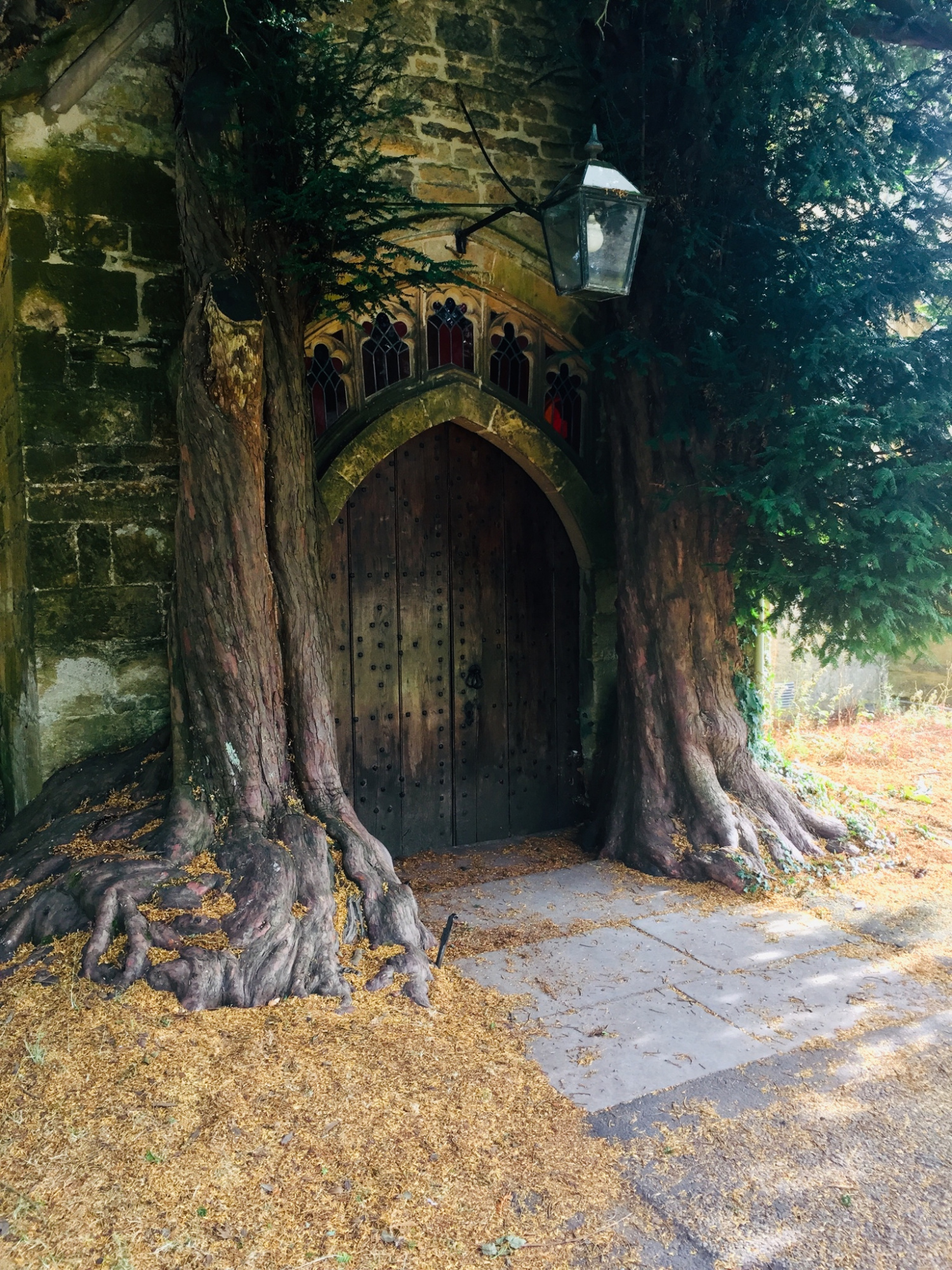J. R. R. Tolkien hobbit tree entrance home