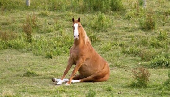 horse doing yoga sitting funny