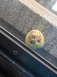 "Shrunken head" craft. Carve a face in an apple and put it in the sun. It'll start to shrivel after some time.