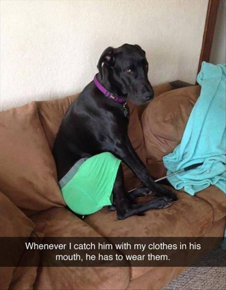 great dane dog shame - Whenever I catch him with my clothes in his mouth, he has to wear them.