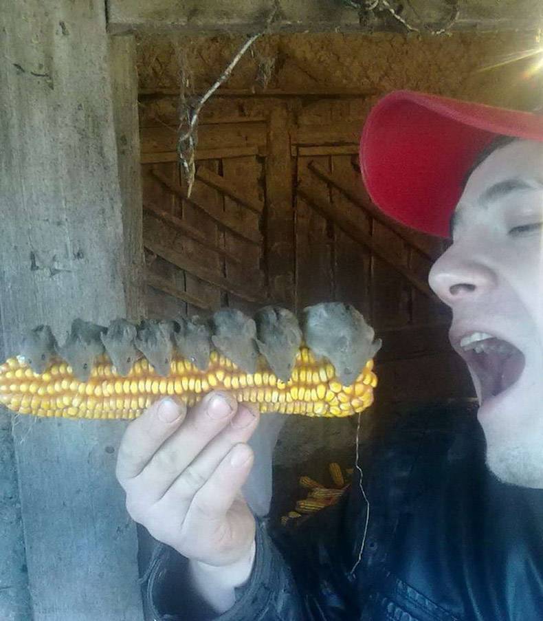 cursed teeth corn