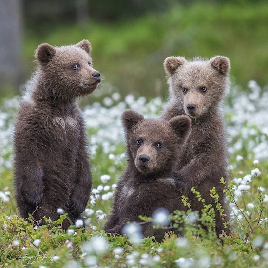 little bears