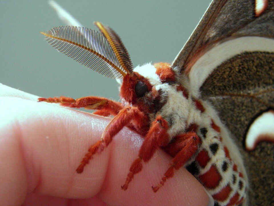 face cecropia moth