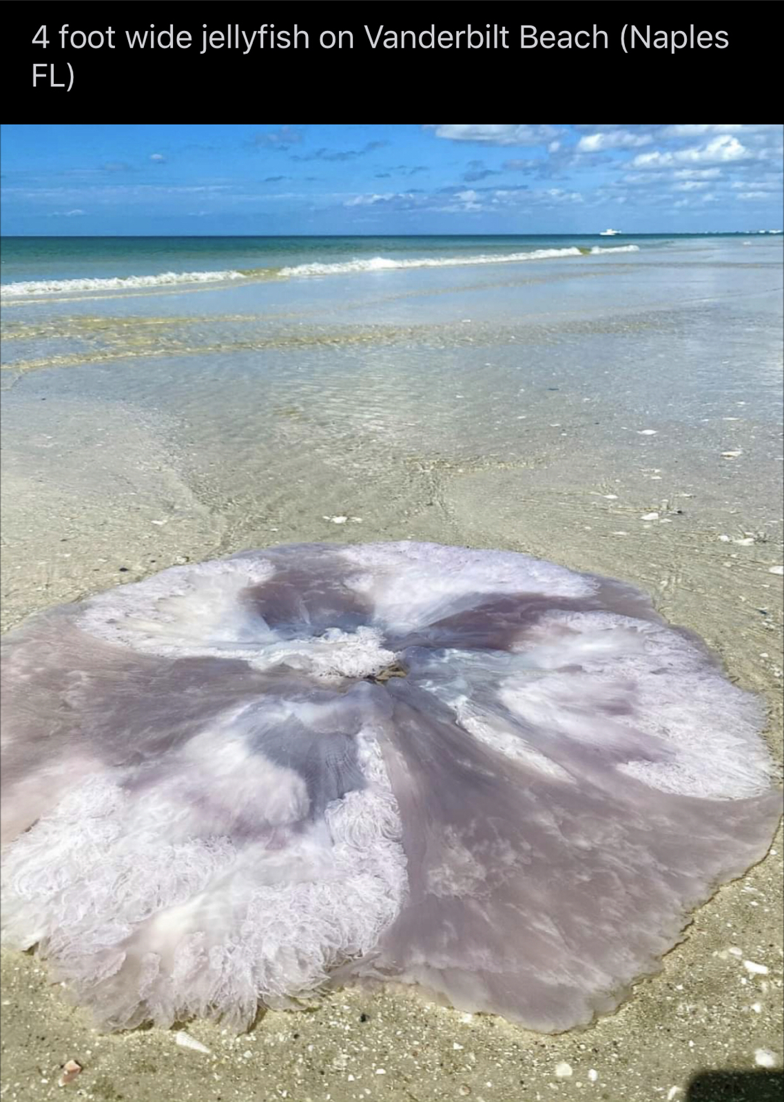 Florida - 4 foot wide jellyfish on Vanderbilt Beach Naples Fl