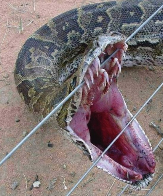 snake on electric fence