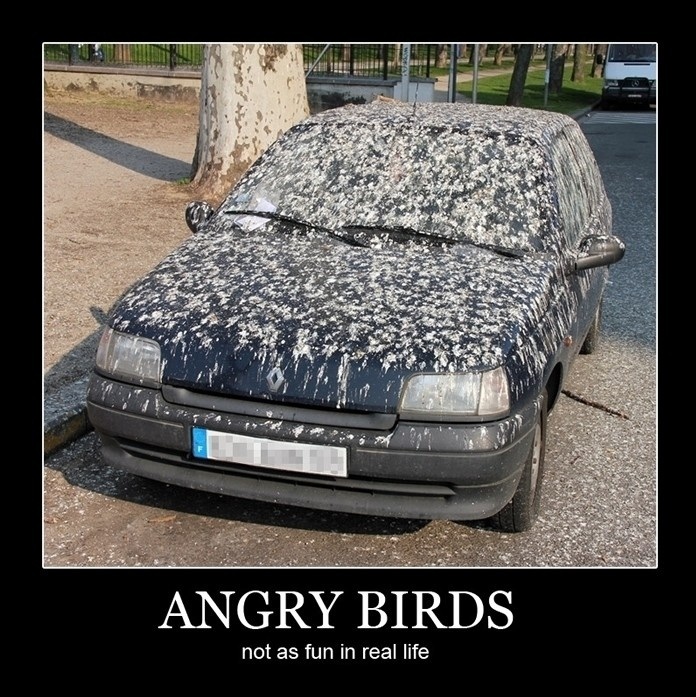Angry brids