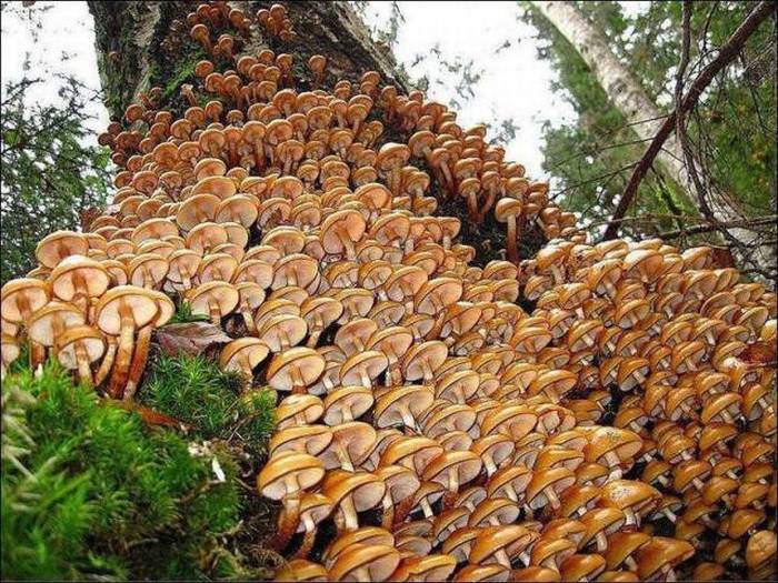 lot of mushrooms