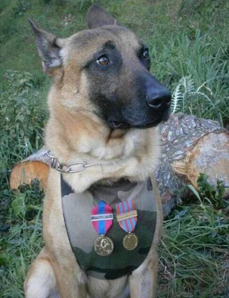 french police dog