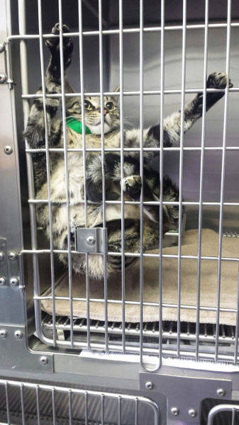 cat in a cage at the vet