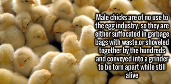 broiler chicks - Male chicks are of no use to the egg industry, so they are either suffocated in garbage bags with waste,or shoveled together by the hundreds and conveyed into a grinder to be torn apart while still alive