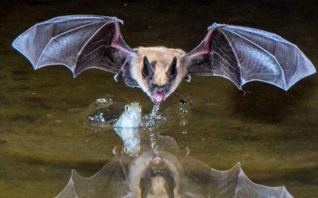 water bat