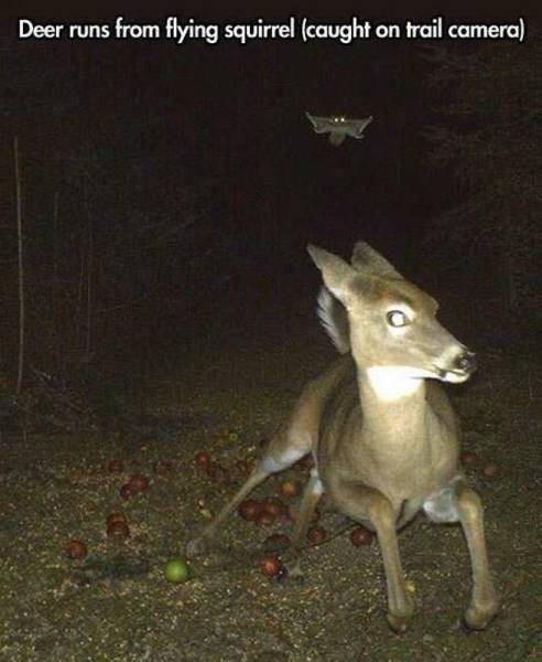 deer running from flying squirrel - Deer runs from flying squirrel caught on trail camera