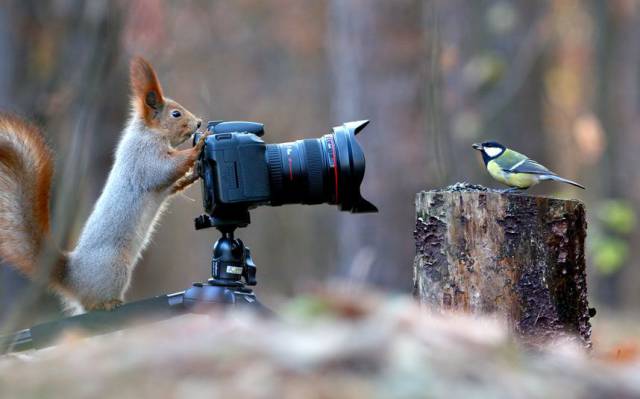 squirrel takes picture of bird