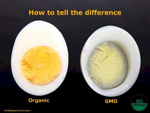 This picture on the difference between organic and genetically modified eggs, was only the product of a satirical group called Big Organic.