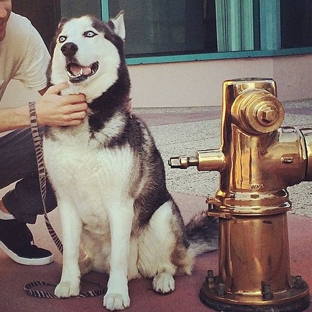 The Rich Dogs Of Instagram Are Straight Up Ballin