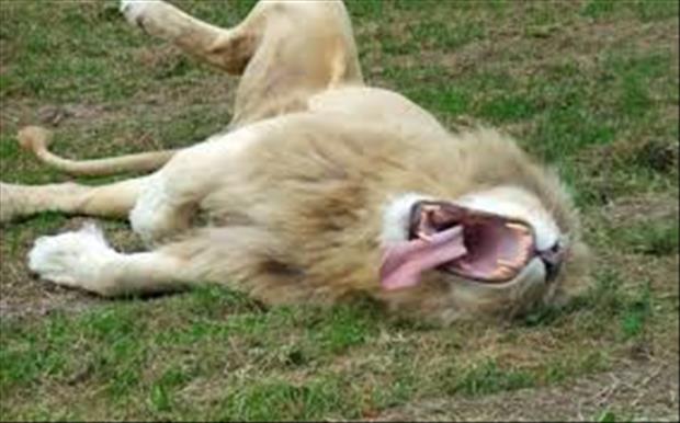 I Bet You Can’t Make It Through This Gallery Without Yawning