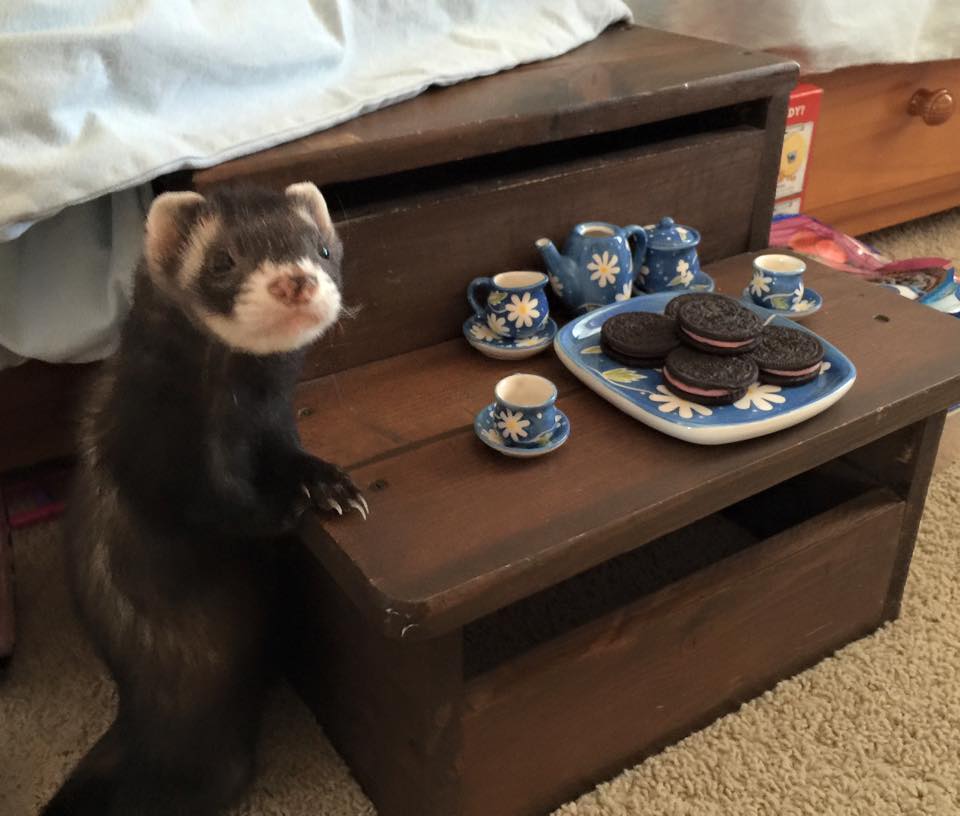 So I walk into daughter's room and see this happening..."Bob" the ferret enjoying some tea and cookies like a boss.  Totally unscripted.  Was quick enough to shoot a burst and got this gem.  Enjoy.
