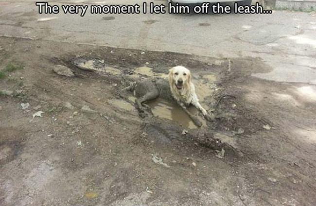 10 Hilarious Struggles Dog Owners Understand All Too Well
