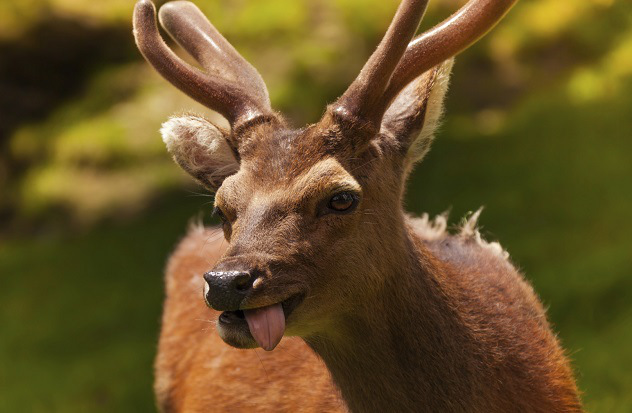 A Woman Used A Deer Tongue For Sexual Stimulation

this incident takes the cake. Recorded in the 1990 edition of the American Journal of Forensic Medicine and Pathology, the scientifically-titled Xenolingual Autoeroticism detailed how a dead deer tongue became stuck inside the vagina of a 29-year-old woman after she used it as a sex toy.