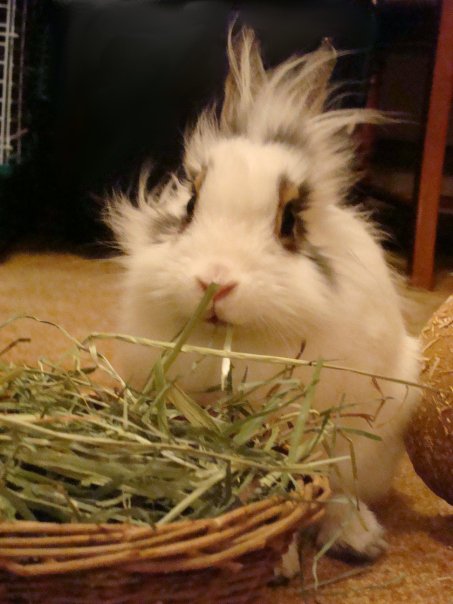 They eat about $30 worth of hay a month + Oxbow pellets (another $15 or so) the cheap stuff is like McDonalds for rabbits- yummy but terrible for them. Litter is expensive (the shavings are bad for them and hurt their lungs)