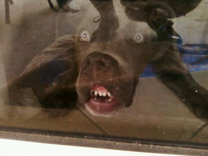 This looks like my dog's face when she sees a cat in the yard and I won't let her out.
