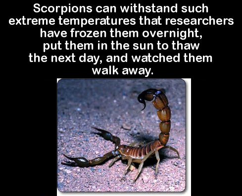 wtf facts scorpions - Scorpions can withstand such extreme temperatures that researchers have frozen them overnight, put them in the sun to thaw the next day, and watched them walk away.