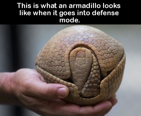 armadillo rolled up - This is what an armadillo looks when it goes into defense mode.