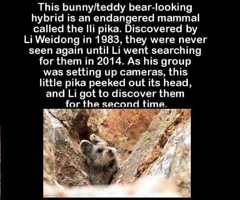 mt propeller - This bunnyteddy bearlooking hybrid is an endangered mammal called the lli pika. Discovered by Li Weidong in 1983, they were never seen again until Li went searching for them in 2014. As his group was setting up cameras, this little pika pee