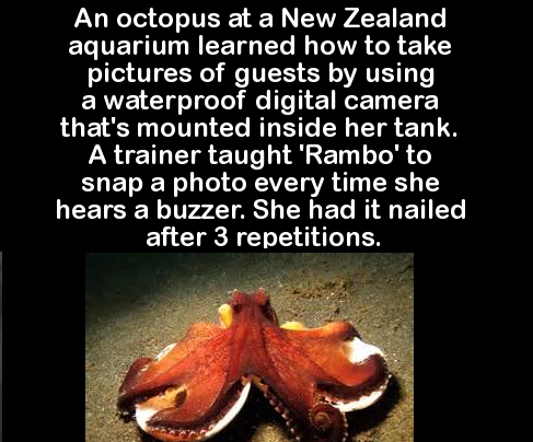 coconut octopus - An octopus at a New Zealand aquarium learned how to take pictures of guests by using a waterproof digital camera that's mounted inside her tank. A trainer taught 'Rambo' to snap a photo every time she hears a buzzer. She had it nailed af