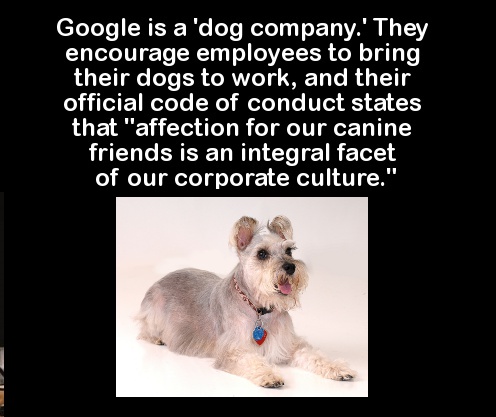 single mom quotes - Google is a 'dog company.' They encourage employees to bring their dogs to work, and their official code of conduct states that "affection for our canine friends is an integral facet of our corporate culture."