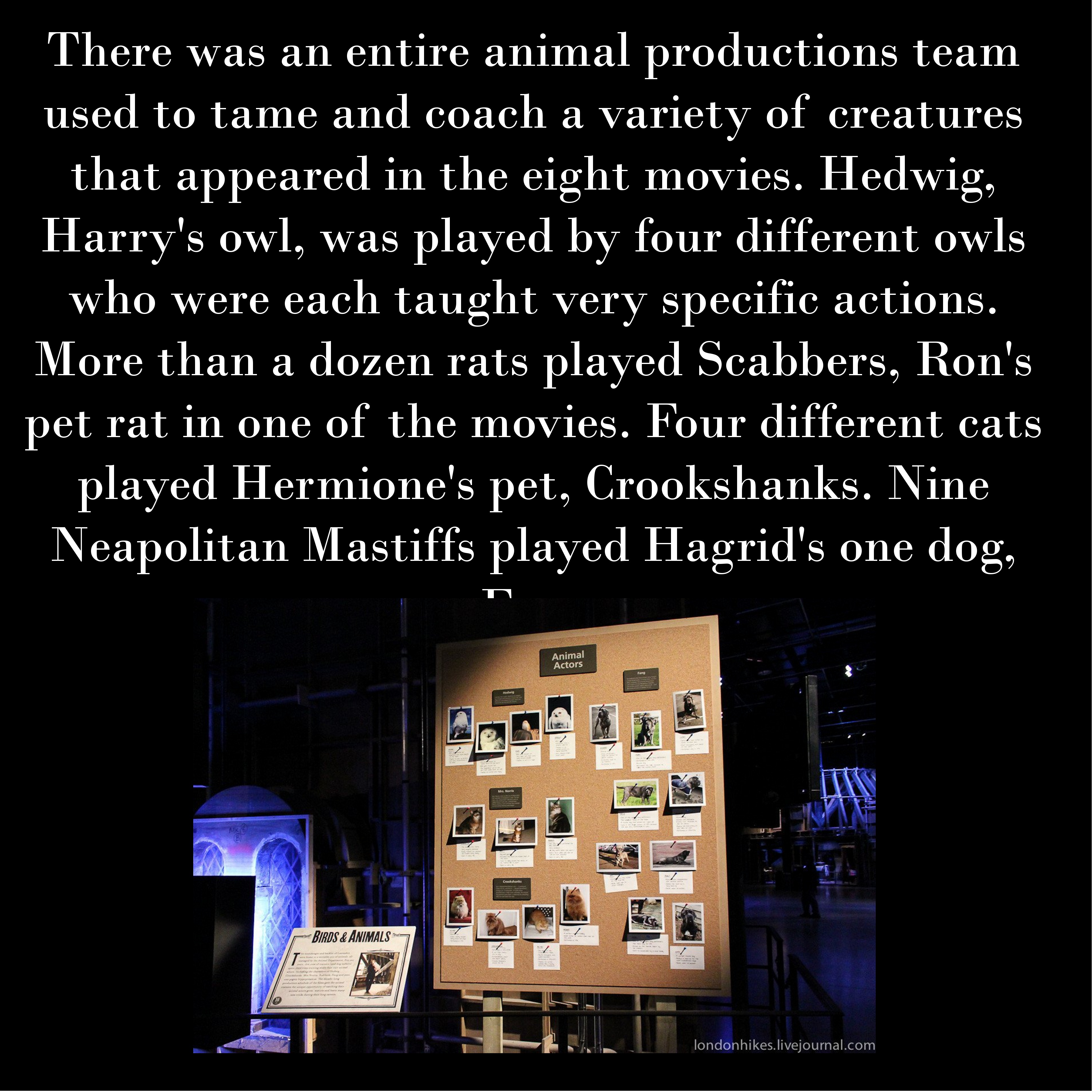 Harry potter movie facts and trivia