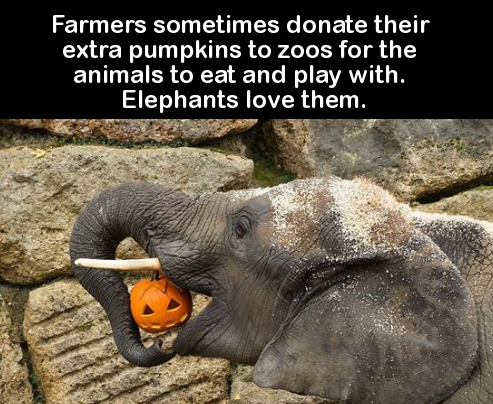 animals and pumpkins - Farmers sometimes donate their extra pumpkins to zoos for the animals to eat and play with. Elephants love them.