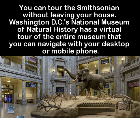 smithsonian institution - You can tour the Smithsonian without leaving your house. Washington D.C.'s National Museum of Natural History has a virtual tour of the entire museum that you can navigate with your desktop or mobile phone.