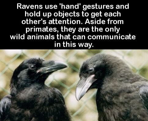 raven fun facts - Ravens use 'hand' gestures and hold up objects to get each other's attention. Aside from primates, they are the only wild animals that can communicate in this way.