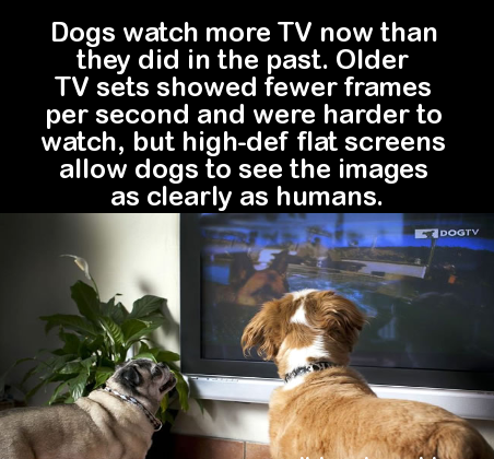Dog - Dogs watch more Tv now than they did in the past. Older Tv sets showed fewer frames per second and were harder to watch, but highdef flat screens allow dogs to see the images as clearly as humans. Dogtv