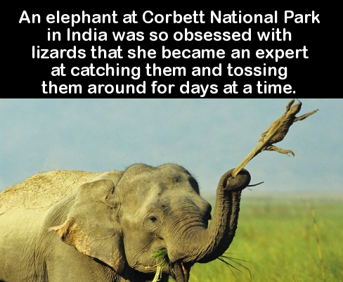 An elephant at Corbett National Park in India was so obsessed with lizards that she became an expert at catching them and tossing them around for days at a time.