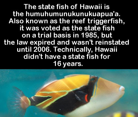 fish - The state fish of Hawaii is the humuhumunukunukuapua'a. Also known as the reef triggerfish, it was voted as the state fish on a trial basis in 1985, but the law expired and wasn't reinstated until 2006. Technically, Hawaii didn't have a state fish 