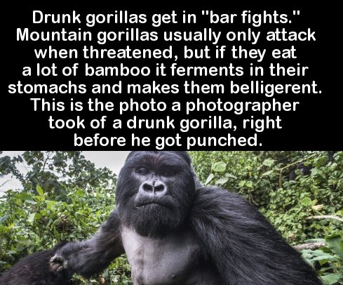 punch the camera - Drunk gorillas get in "bar fights." Mountain gorillas usually only attack when threatened, but if they eat a lot of bamboo it ferments in their stomachs and makes them belligerent. This is the photo a photographer took of a drunk gorill