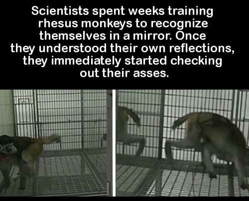 trivia about mirror - Scientists spent weeks training rhesus monkeys to recognize themselves in a mirror. Once they understood their own reflections, they immediately started checking out their asses.