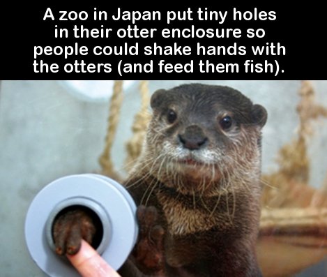otter shaking hand japan - A zoo in Japan put tiny holes in their otter enclosure so people could shake hands with the otters and feed them fish.