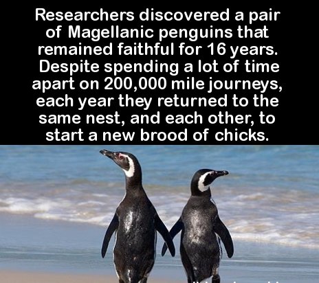 penguin - Researchers discovered a pair of Magellanic penguins that remained faithful for 16 years. Despite spending a lot of time apart on 200,000 mile journeys, each year they returned to the same nest, and each other, to start a new brood of chicks.