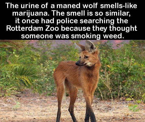 The urine of a maned wolf smells marijuana. The smell is so similar, it once had police searching the Rotterdam Zoo because they thought someone was smoking weed.