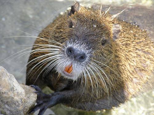 This is a nutria, they're everywhere here (so cute). They're very destructive so hunting programs pay for tails and they have actually come out with recipe books. Pasta a'la nutria anyone?