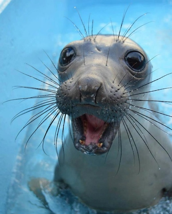 36 pictures of very surprised animals