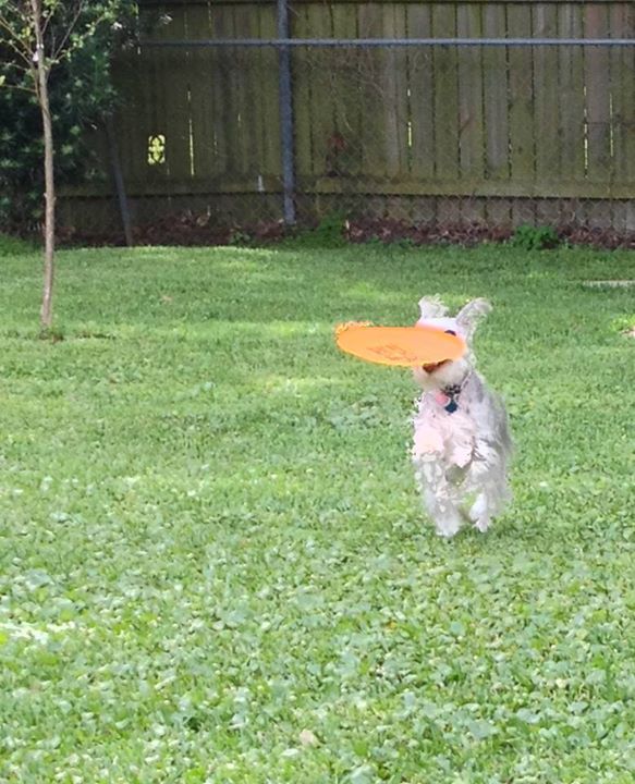 If only a frisbee could make me this happy.