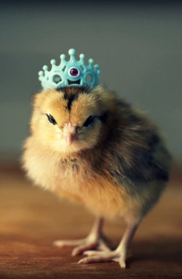 All chicks are princesses. It's our right.