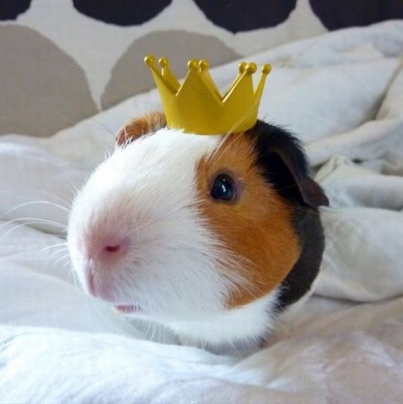 Piggy princess
