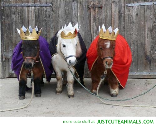 Move over Clydesdales. Petite ponies are gaining ground!