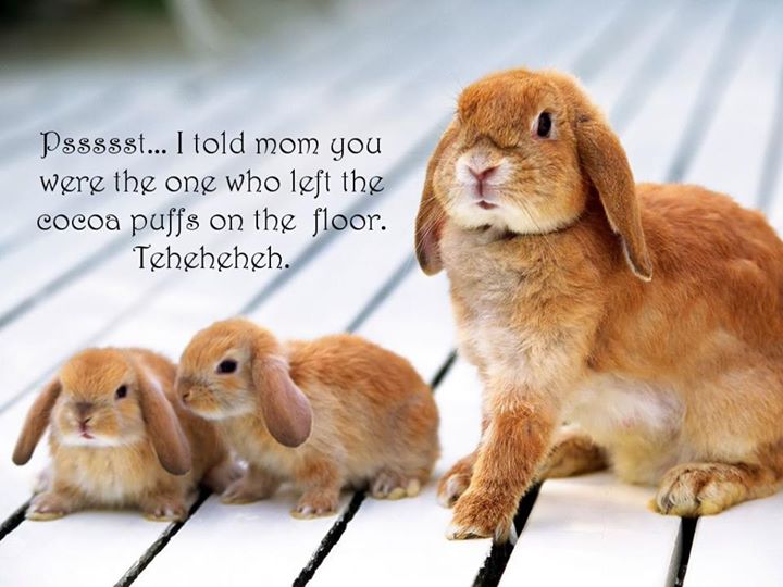 rabbit with their baby - Pssssst... I told mom you were the one who left the cocoa puffs on the floor. Teheheheh.