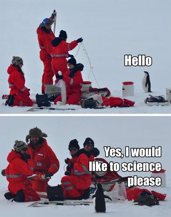 penguin science meme - Hello Yes, I would to science please